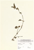 藏品(鴨跖草)的圖片